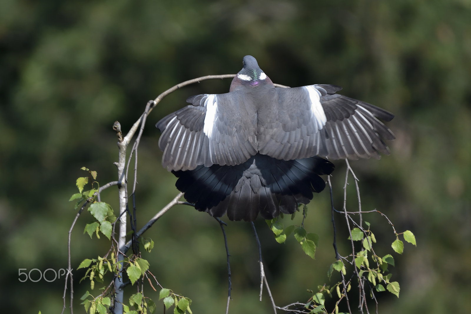 Nikon AF-S Nikkor 200-500mm F5.6E ED VR sample photo. Landing photography