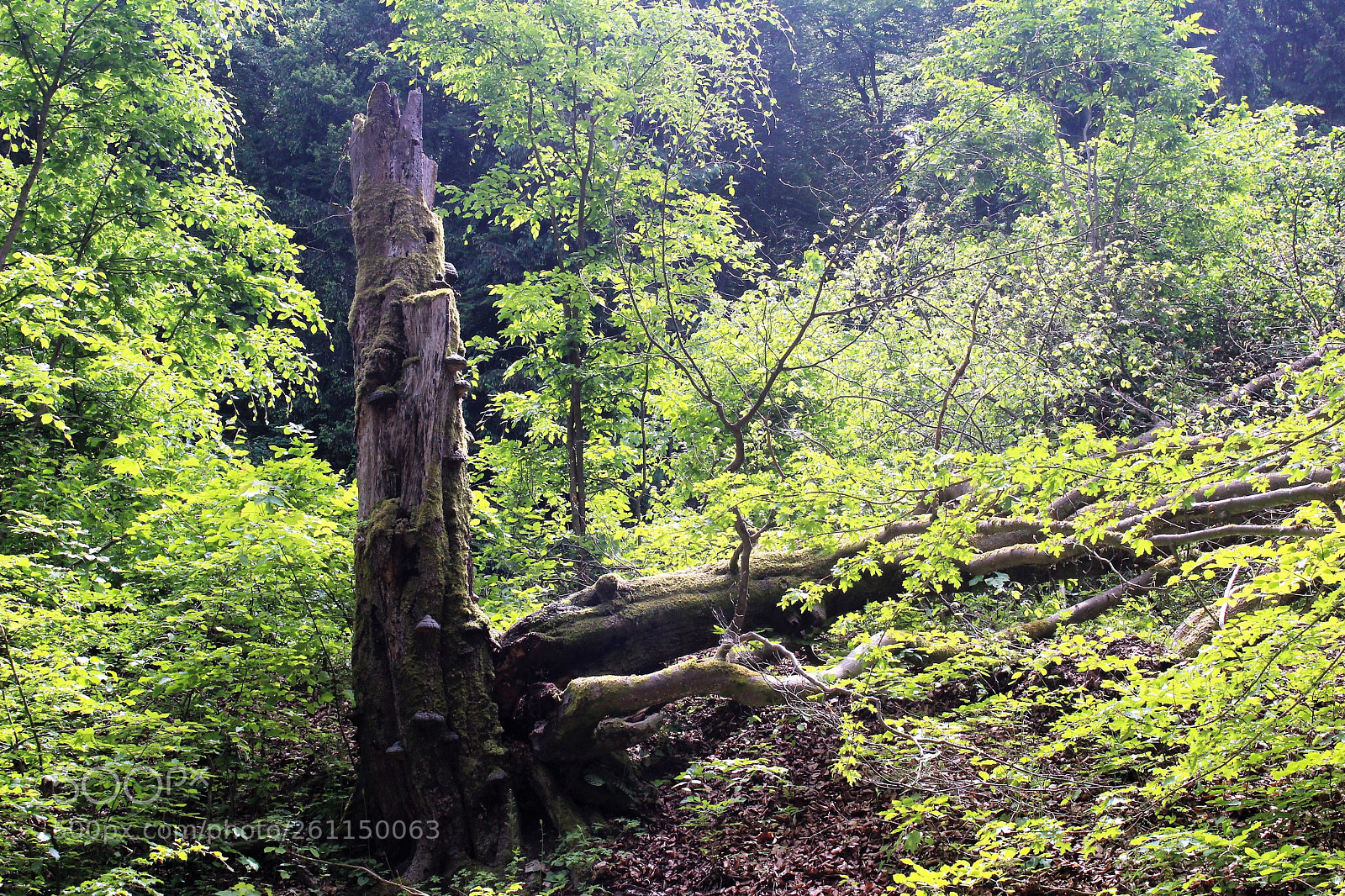 Canon EOS 700D (EOS Rebel T5i / EOS Kiss X7i) sample photo. Im wald photography
