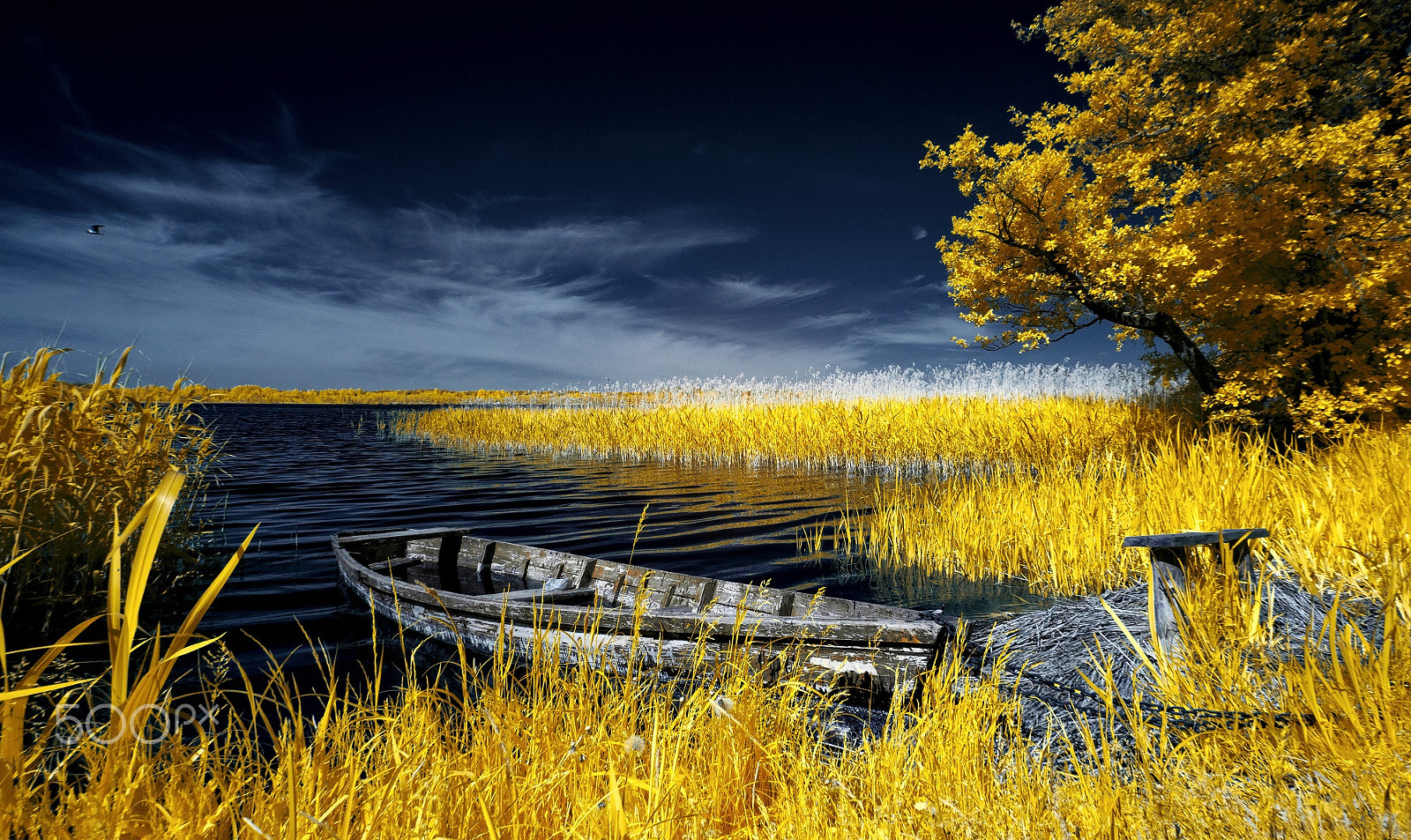 Sony Alpha NEX-3 sample photo. In the morning sun. infrared photography. photography