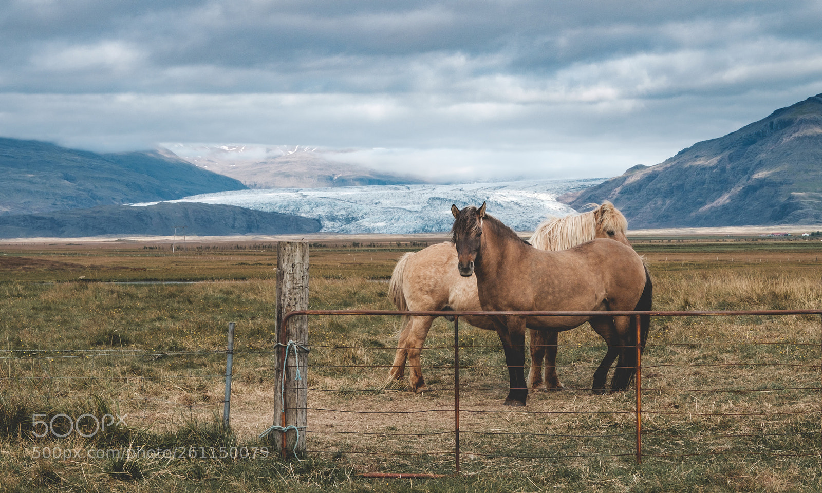 Fujifilm X-T2 sample photo. Íslenski hesturinn photography