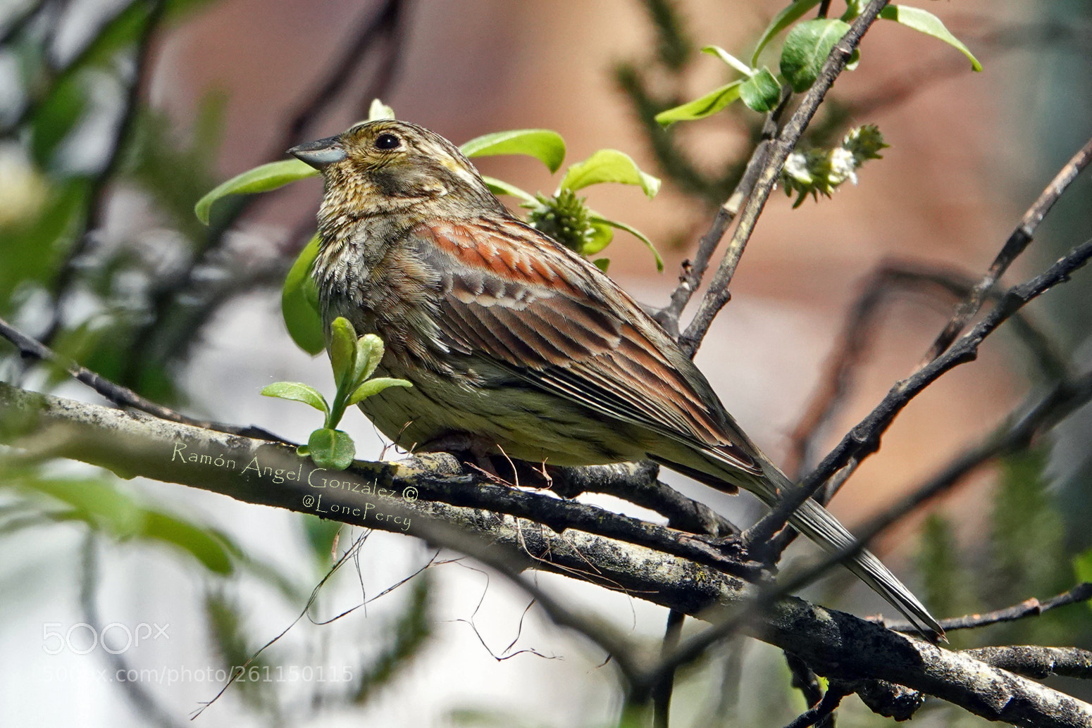 Sony Cyber-shot DSC-RX10 IV sample photo. Cirl bunting female collecting photography