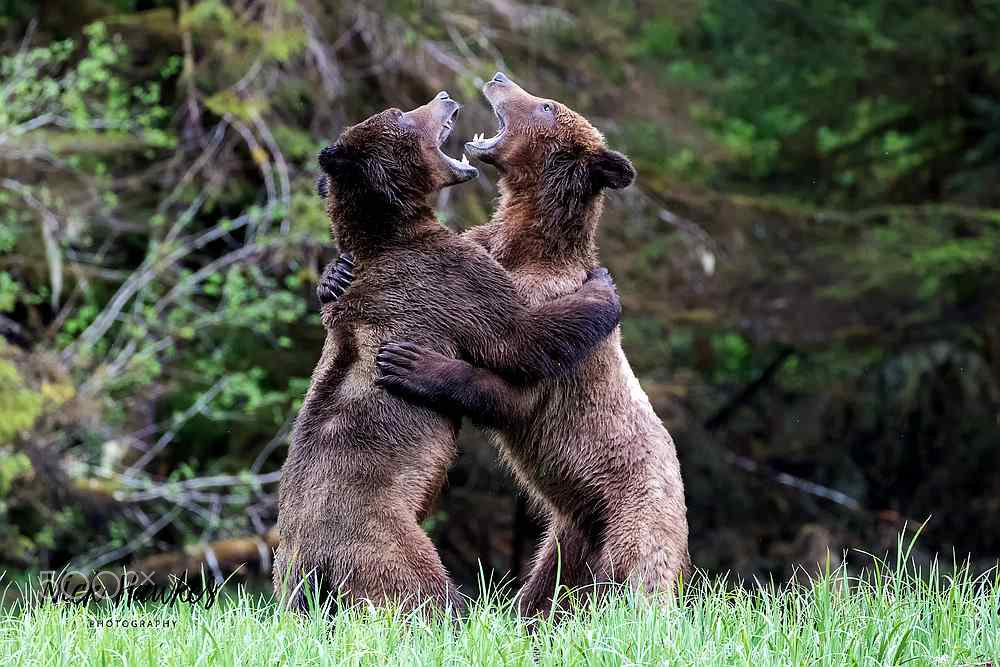 Canon EOS 7D Mark II sample photo. Grizzlies of the khutzeymateen photography