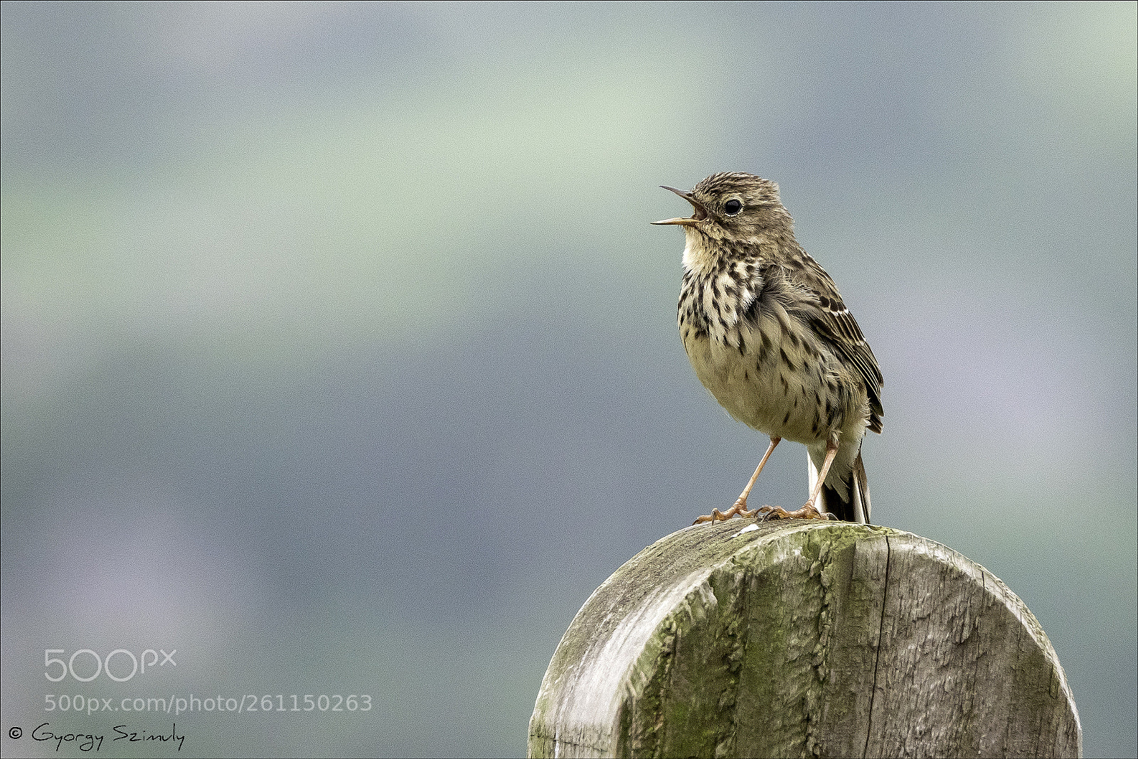 Sony Cyber-shot DSC-RX10 IV sample photo. Meadow pipit (anthus pratensis) photography