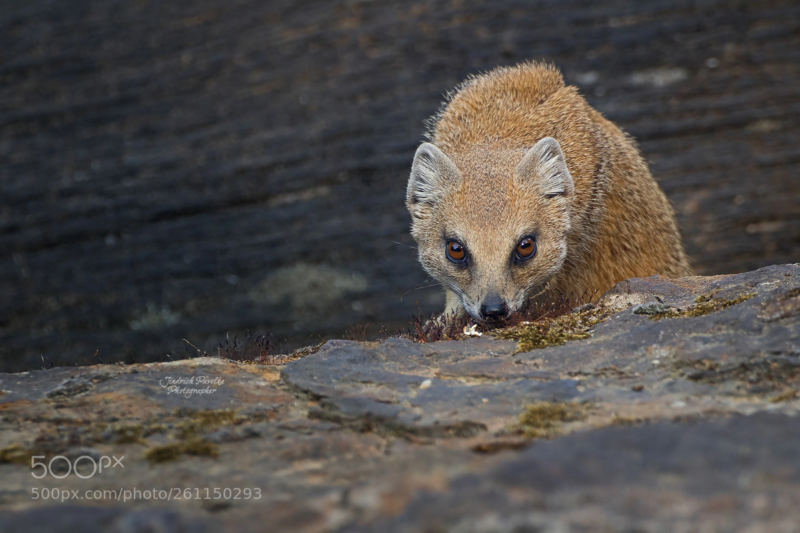 Canon EOS 100D (EOS Rebel SL1 / EOS Kiss X7) sample photo. Yellow mongoose (cynictis penicillata) photography