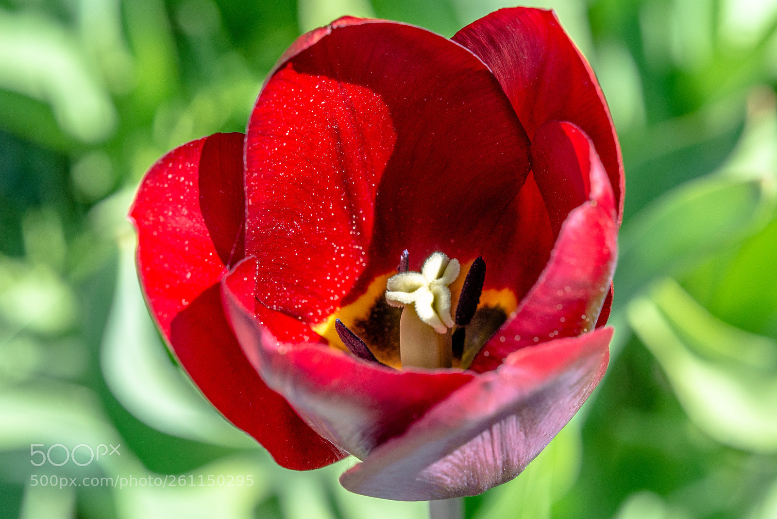 Nikon D610 sample photo. Red tulip photography