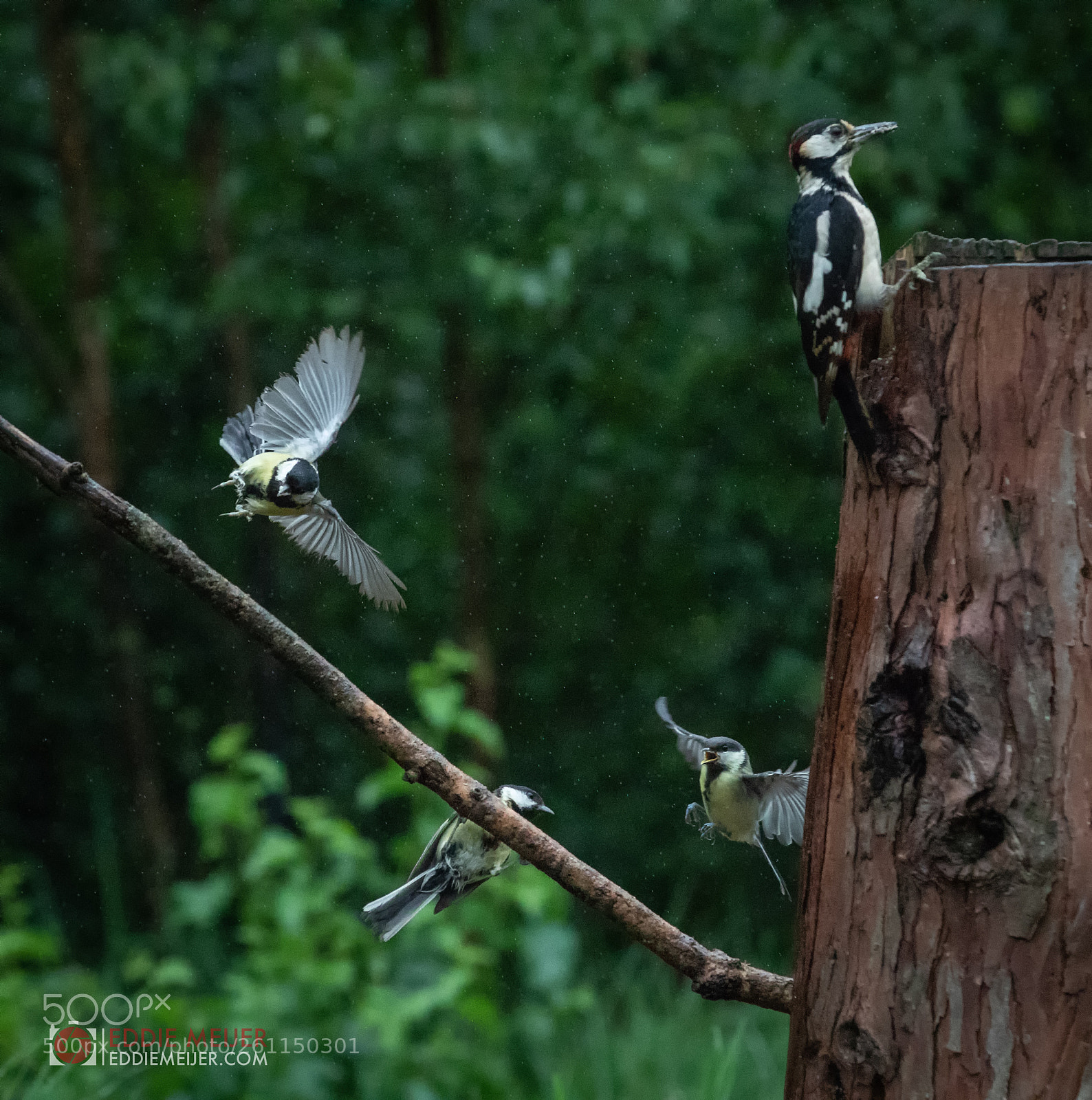Canon EOS 7D Mark II sample photo. Birds in the rain photography