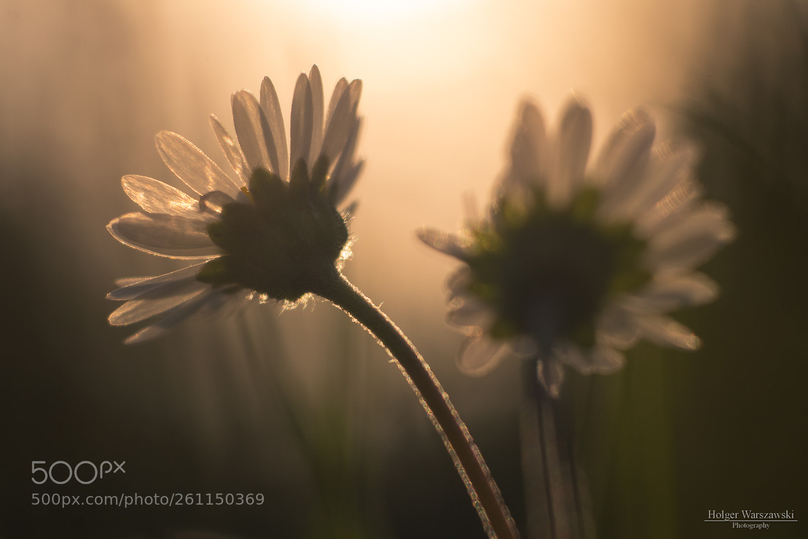 Canon EOS 80D sample photo. Starring at the sun photography