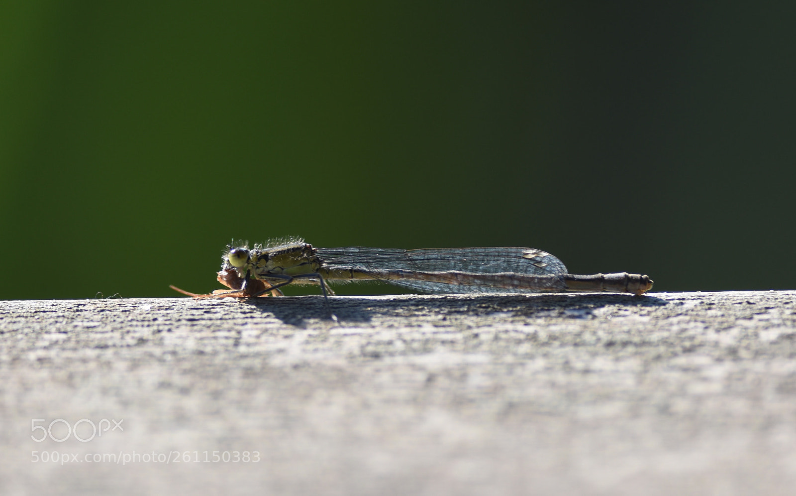 Nikon D7200 sample photo. Dragonfly photography