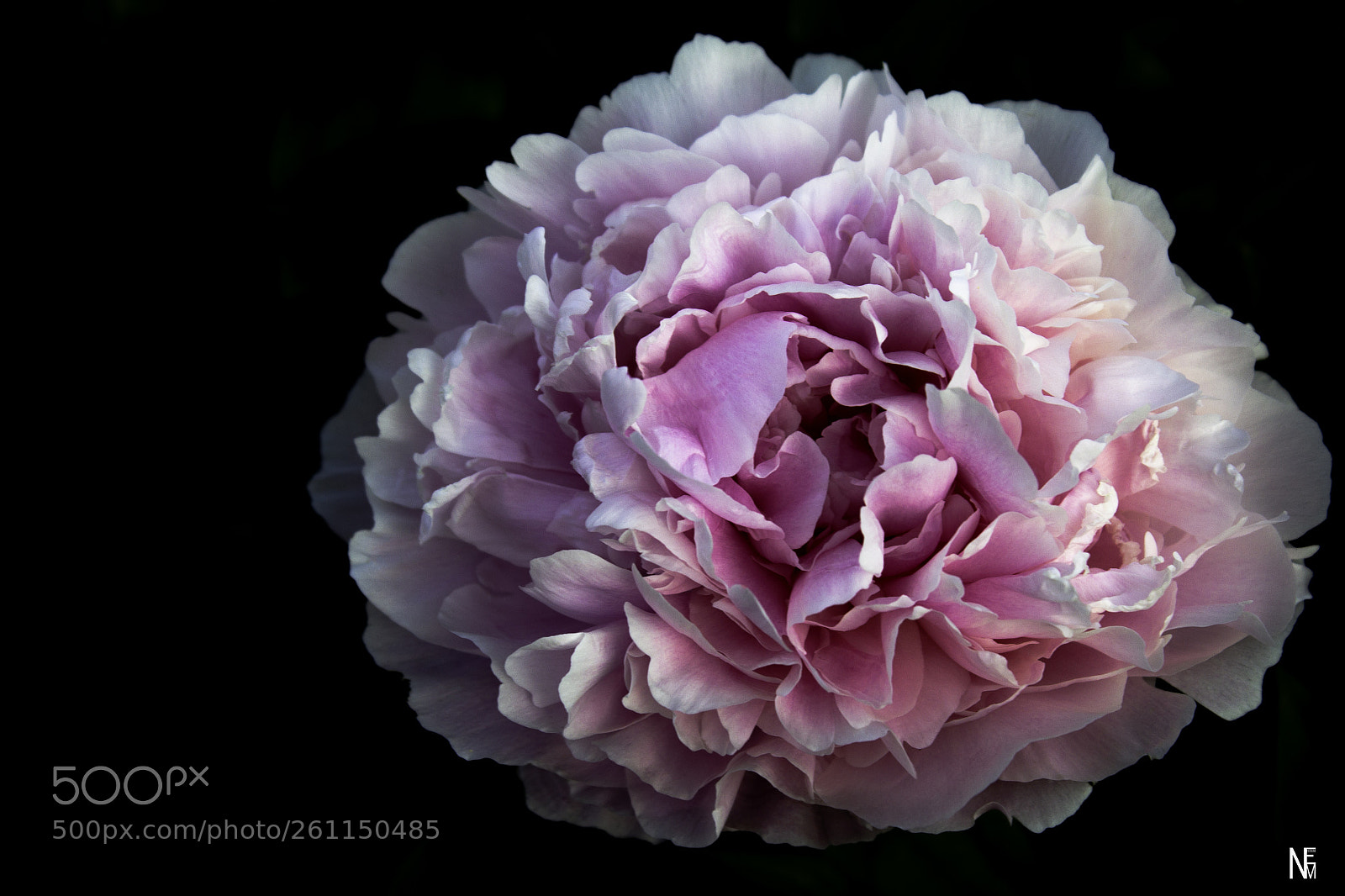 Canon EOS 1200D (EOS Rebel T5 / EOS Kiss X70 / EOS Hi) sample photo. Peony photography