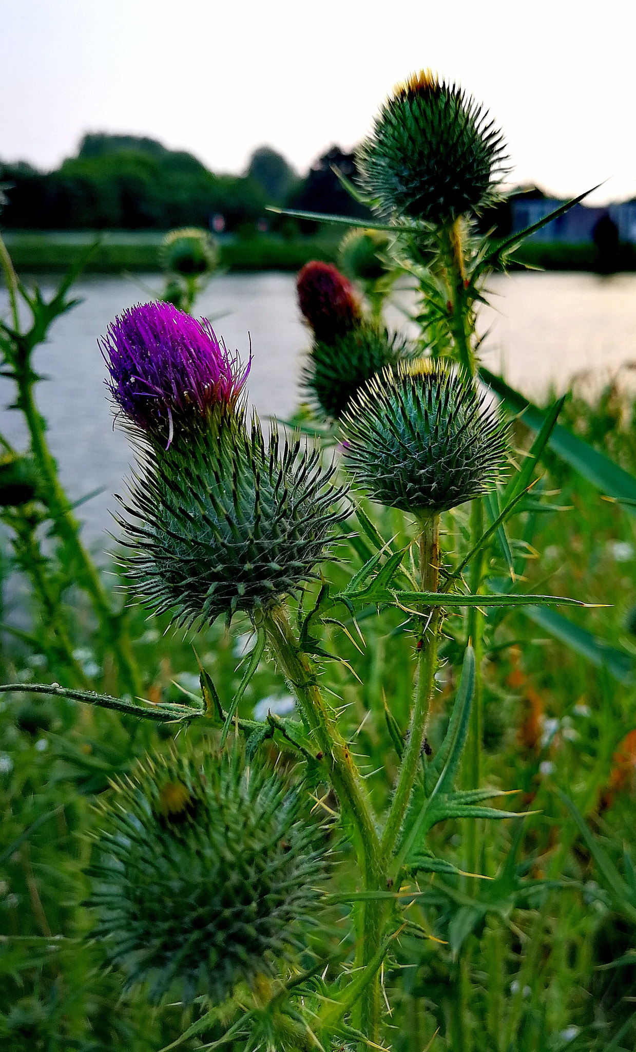 HUAWEI P10 Plus sample photo