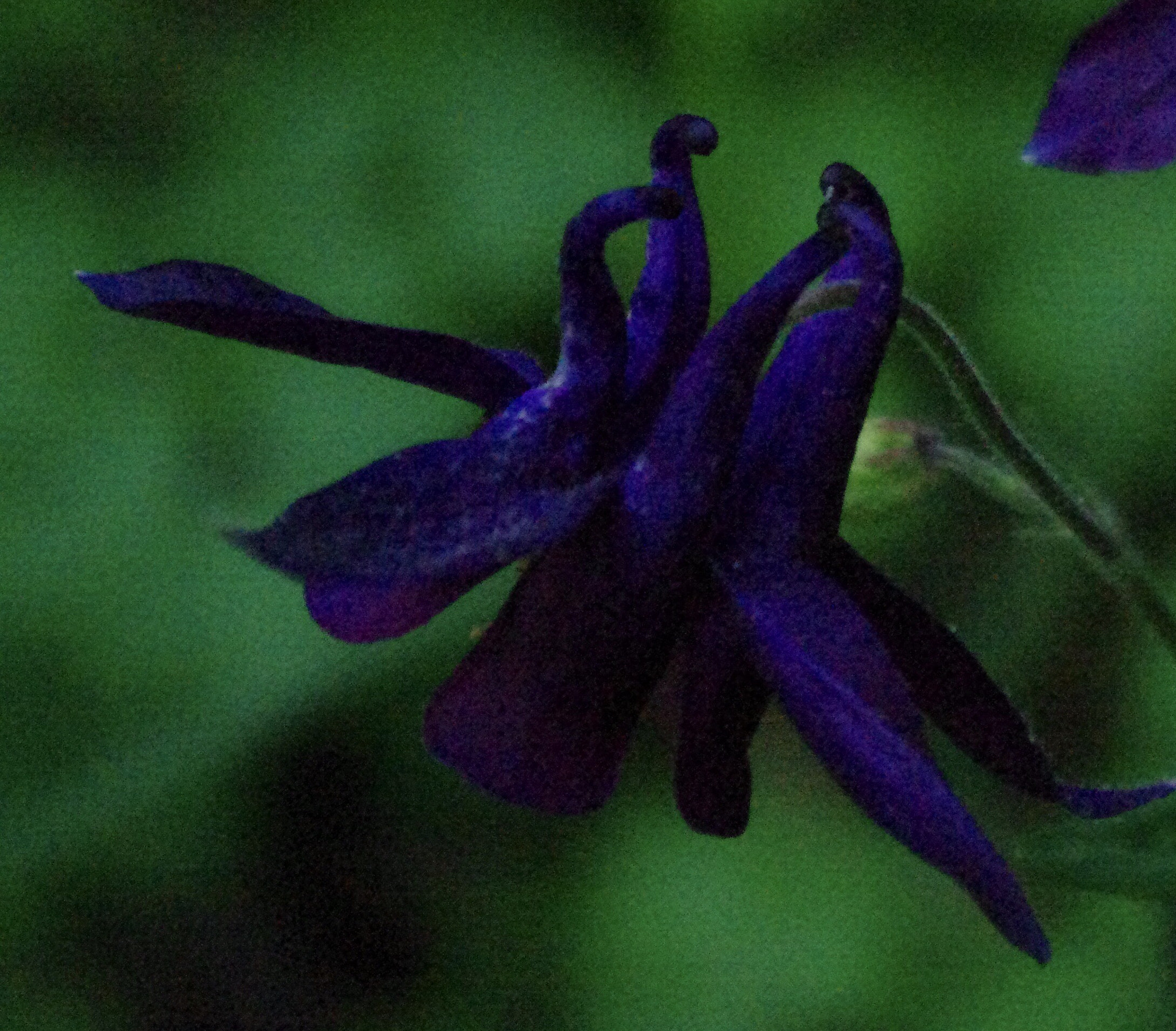 Pentax K-7 sample photo. 1 flower  photography