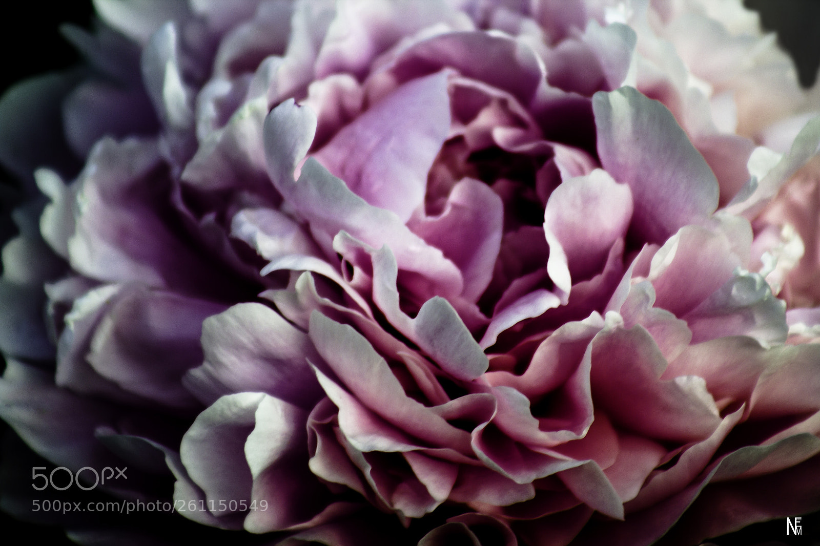 Canon EOS 1200D (EOS Rebel T5 / EOS Kiss X70 / EOS Hi) sample photo. Peony photography