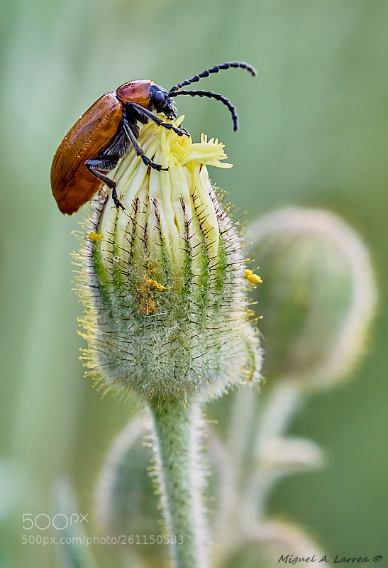 Sony ILCA-77M2 sample photo. Exosoma lusitanicum photography