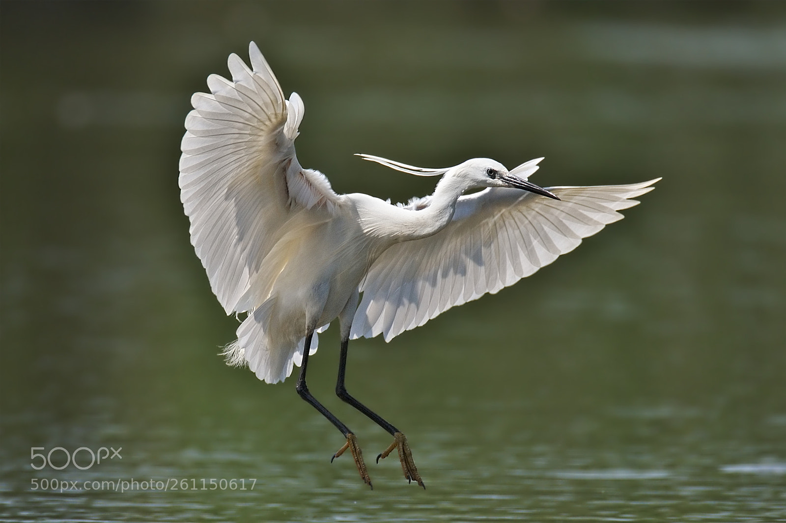 Nikon D500 sample photo. Little egret photography