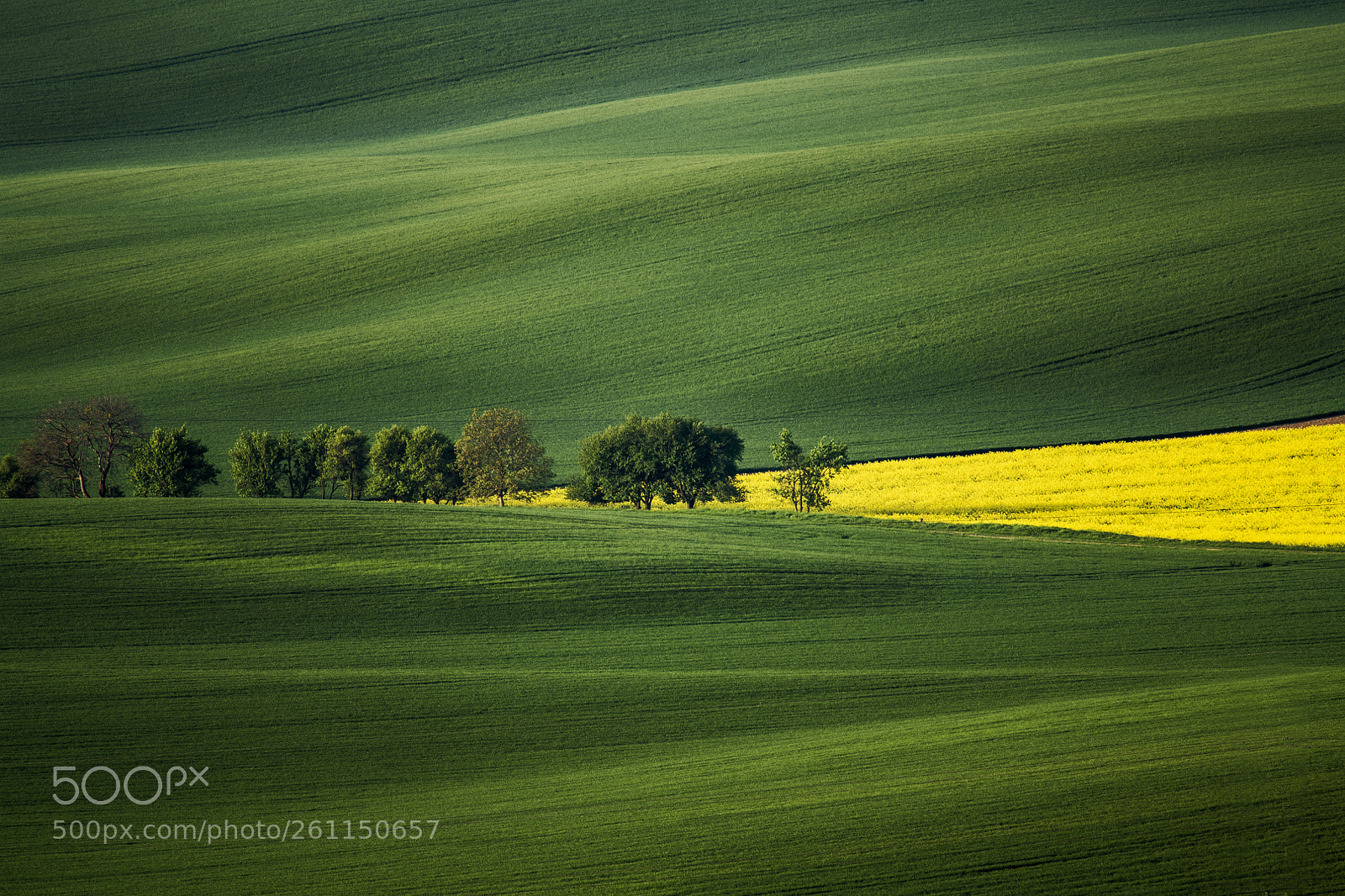 Nikon D850 sample photo. Fields of gold photography
