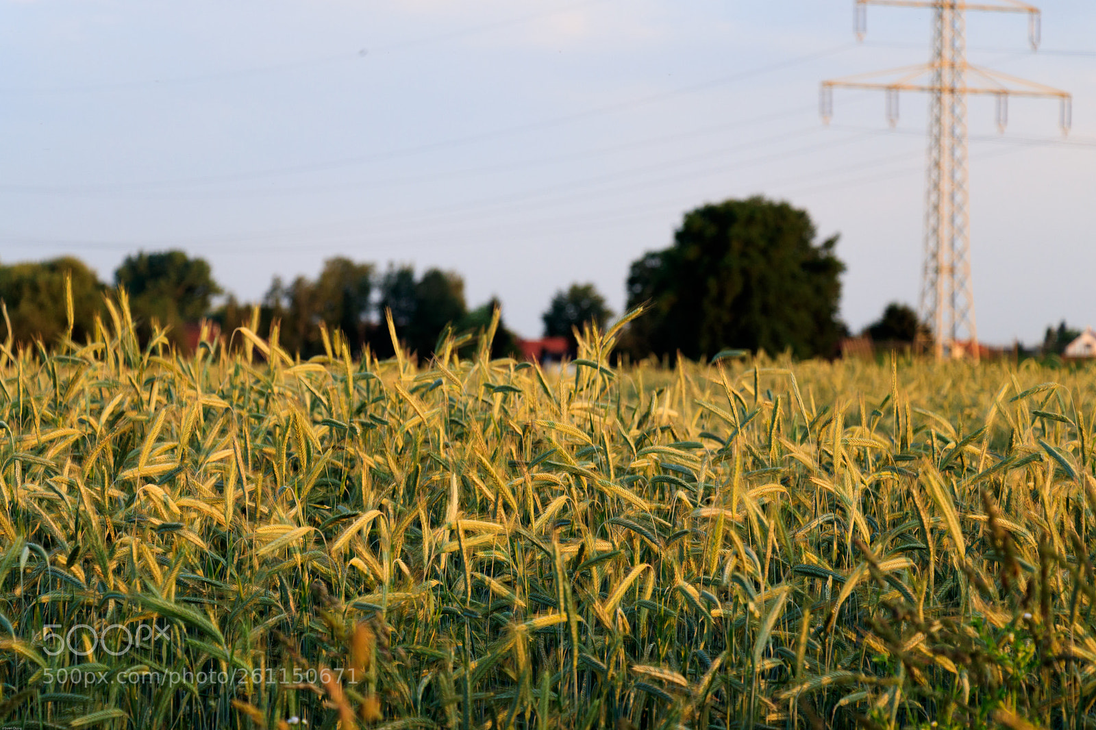 Canon EOS 80D sample photo. Img photography