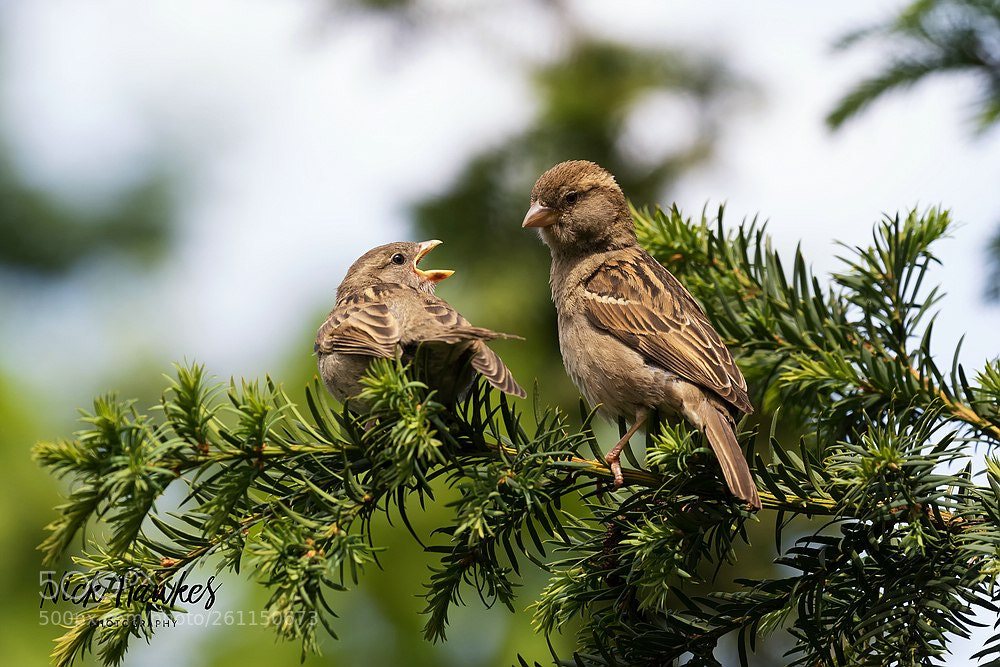 Canon EOS 7D Mark II sample photo. Hungry photography