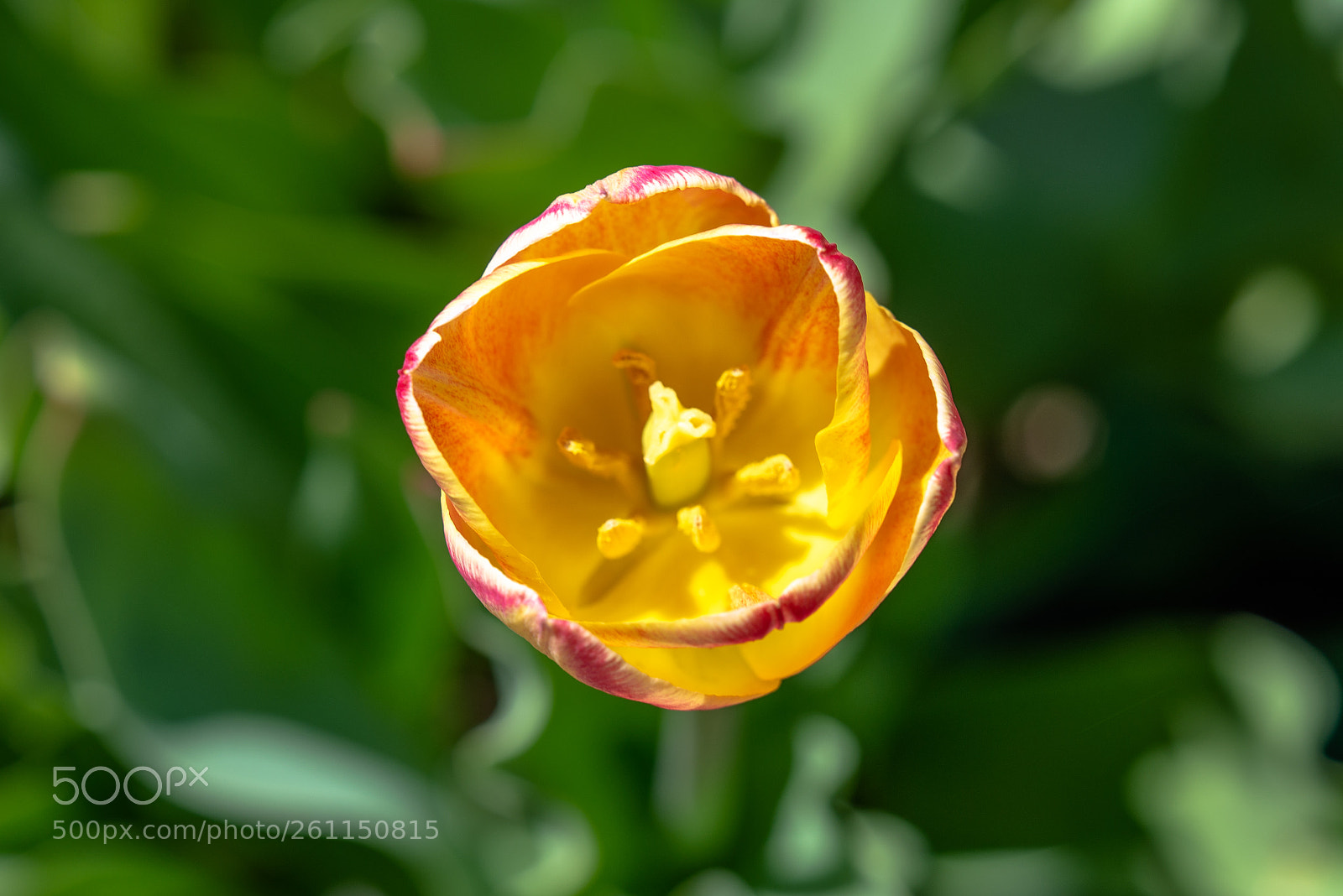 Nikon D610 sample photo. Yellow & red tulip photography