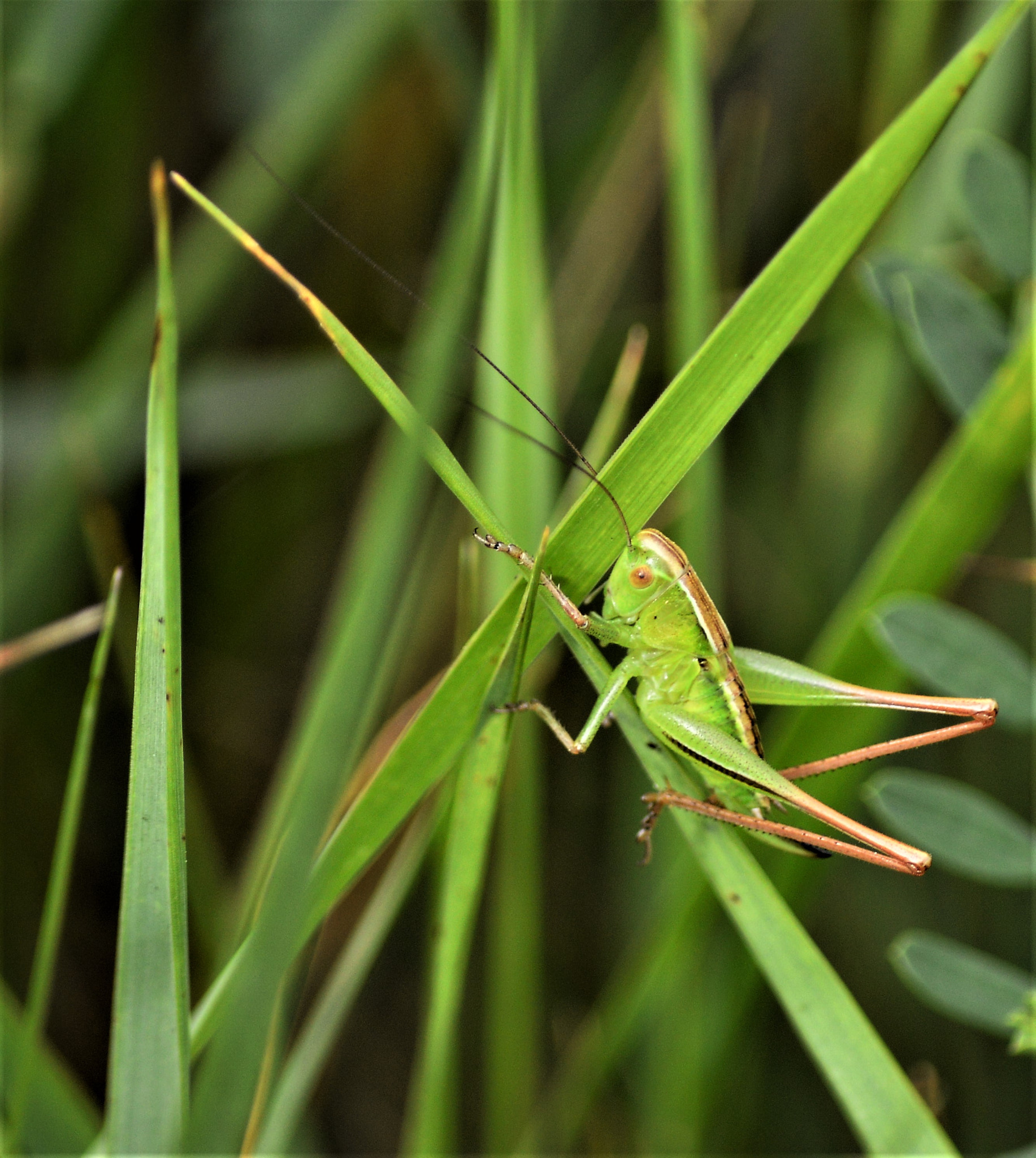 Nikon D3200 sample photo