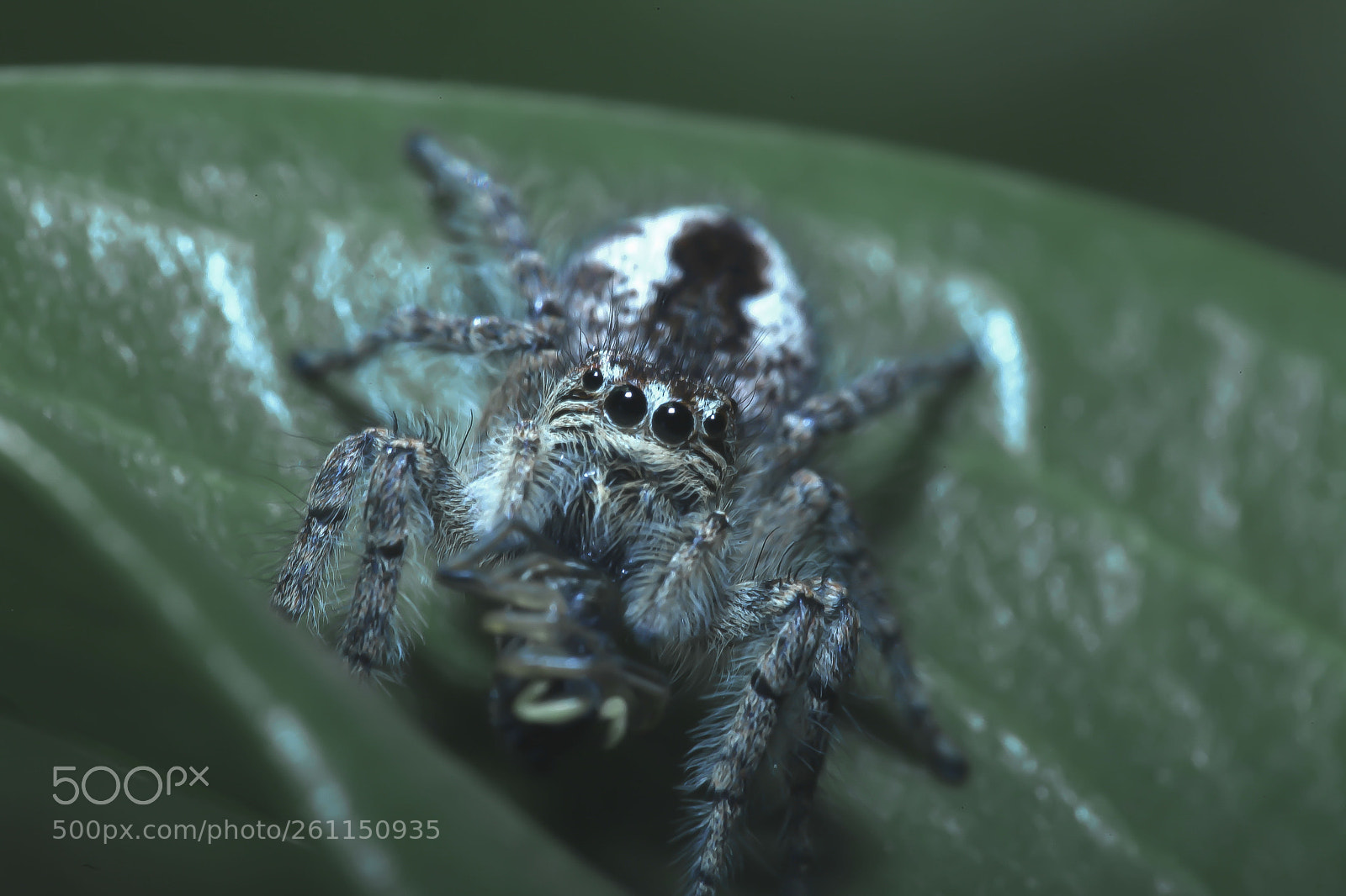 Canon EOS 5D Mark II sample photo. Jumping spider photography