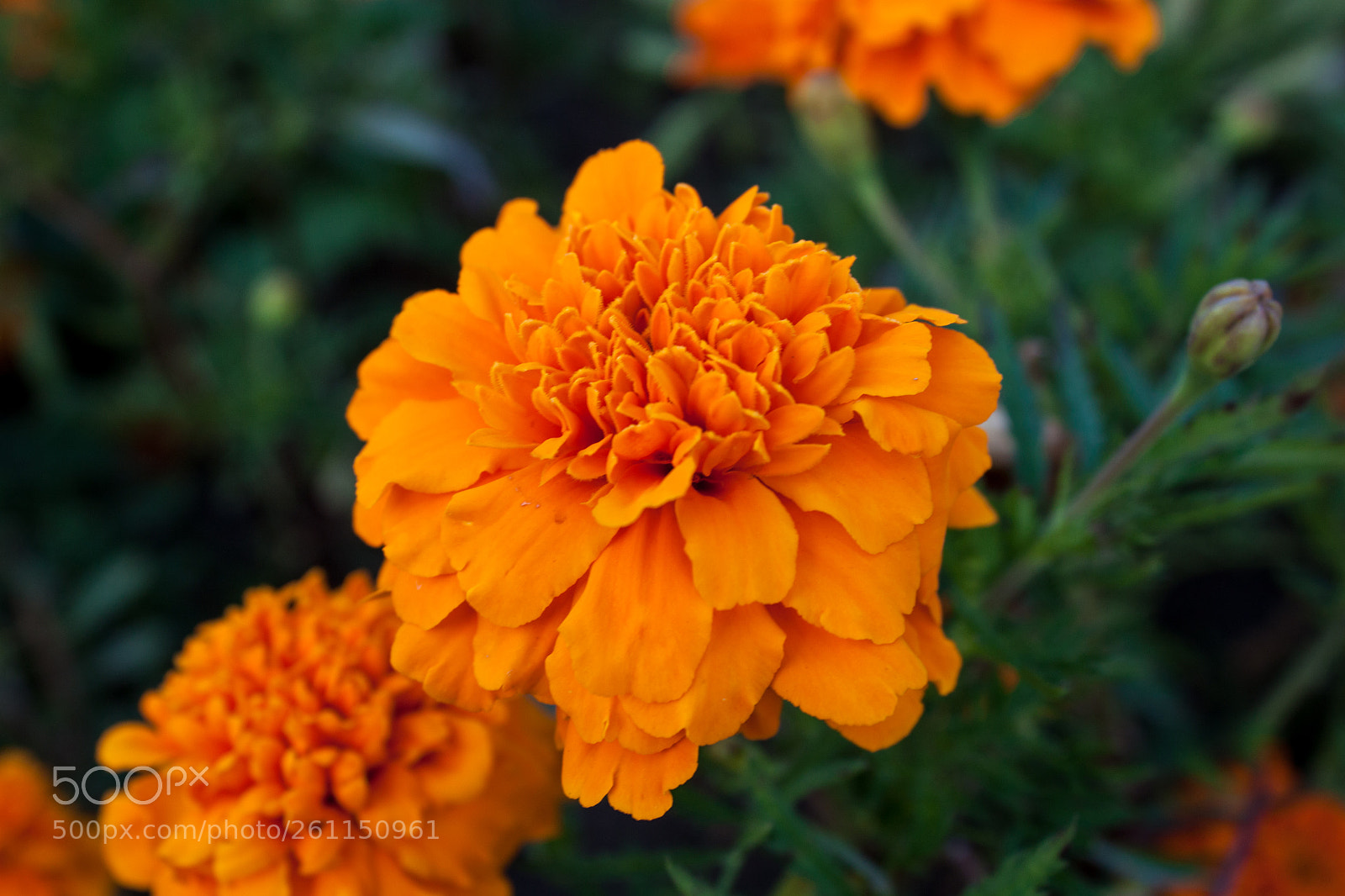 Canon EOS 500D (EOS Rebel T1i / EOS Kiss X3) sample photo. Blooming flower.jpg photography