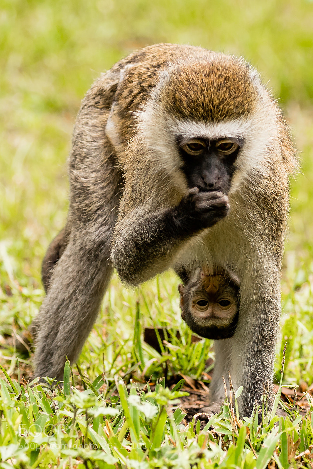 Canon EOS 6D Mark II sample photo. Arusha photography