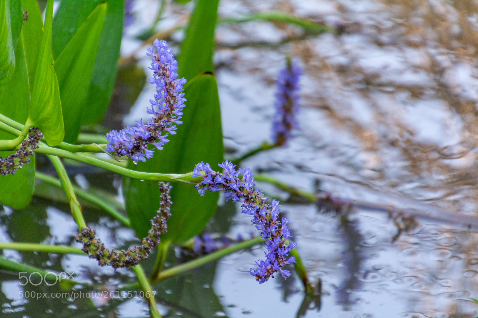 Nikon D7100 sample photo. Reflections photography