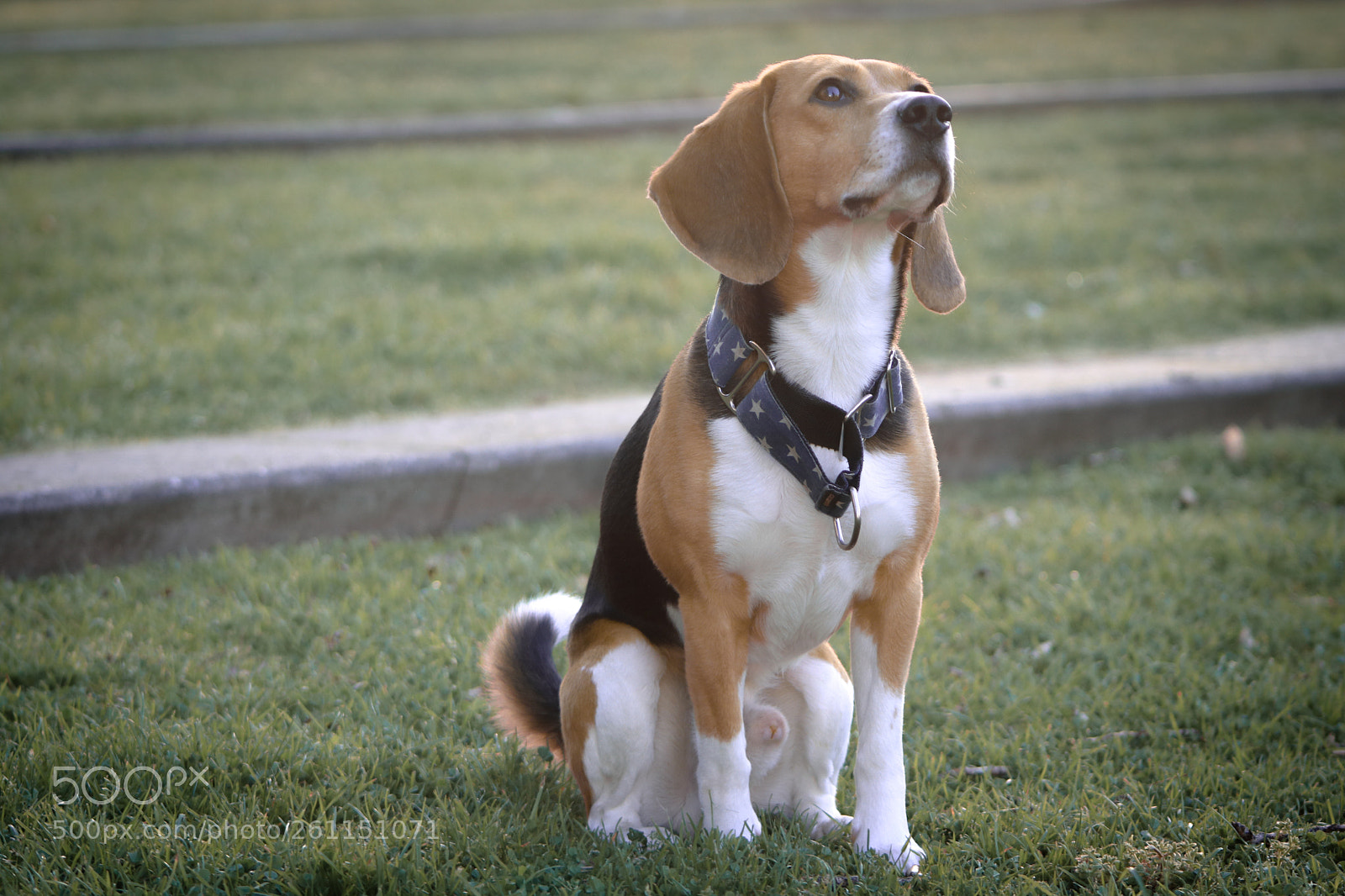 Canon EOS 750D (EOS Rebel T6i / EOS Kiss X8i) sample photo. Horus photography