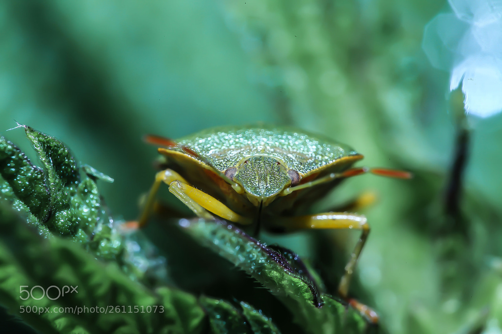 Canon EOS 5D Mark II sample photo. Img photography