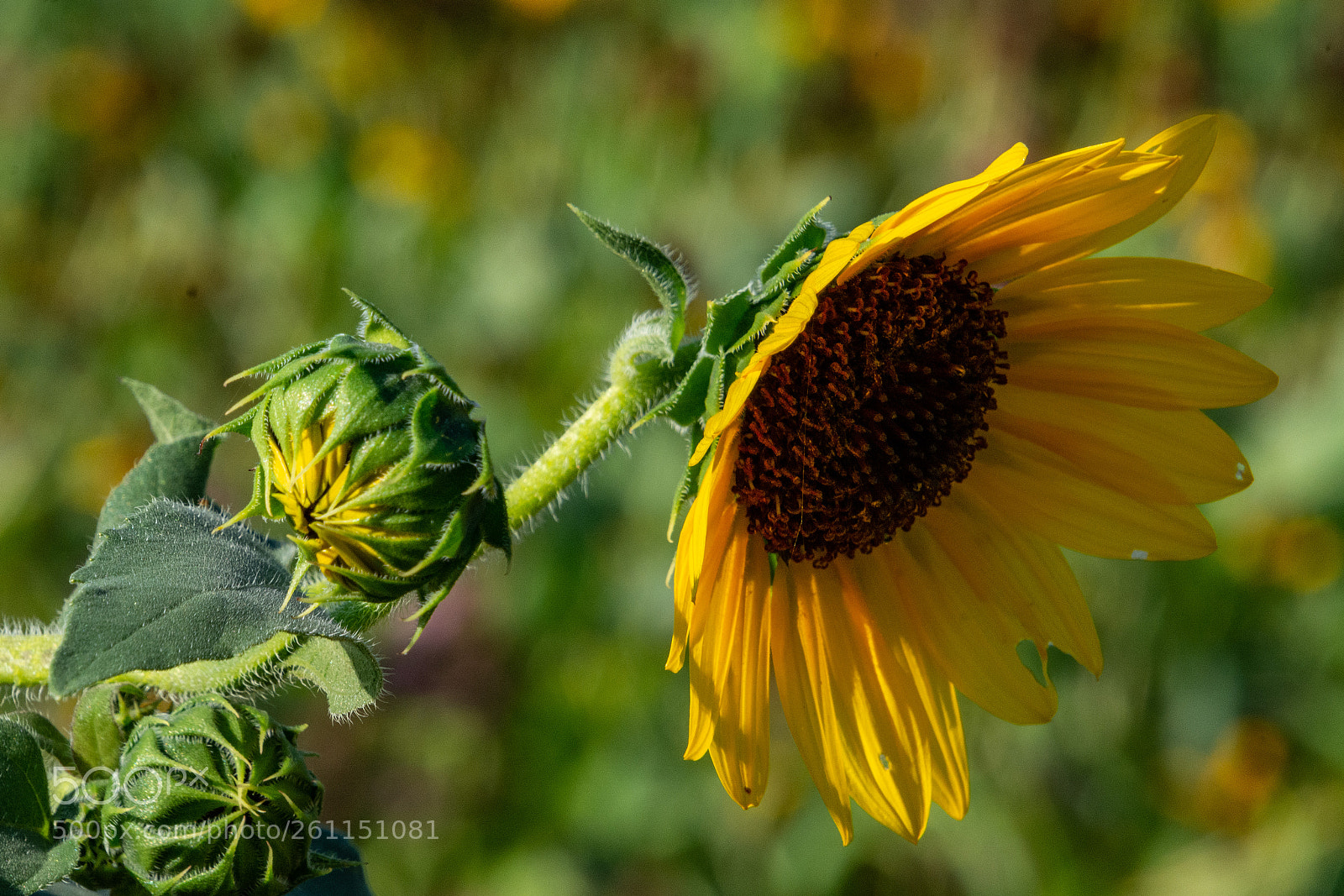 Nikon D7100 sample photo. Sunflowers photography