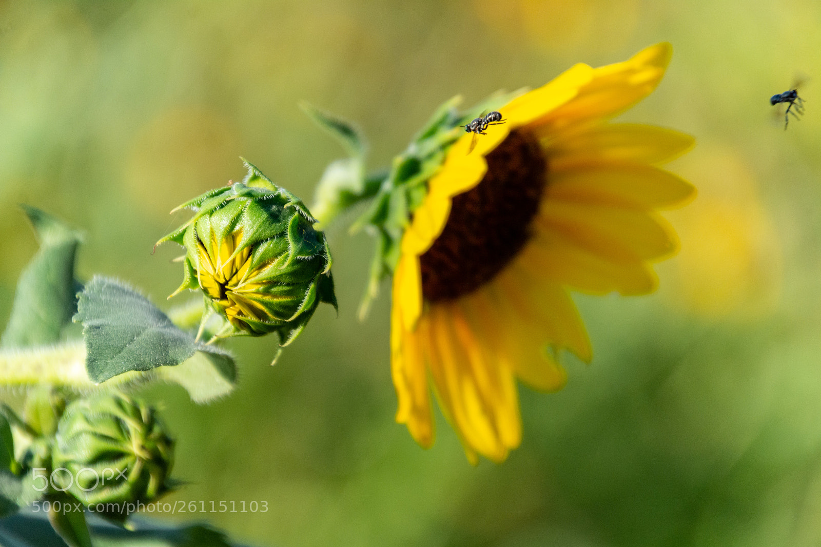Nikon D7100 sample photo. Photobombing the sunflowers photography