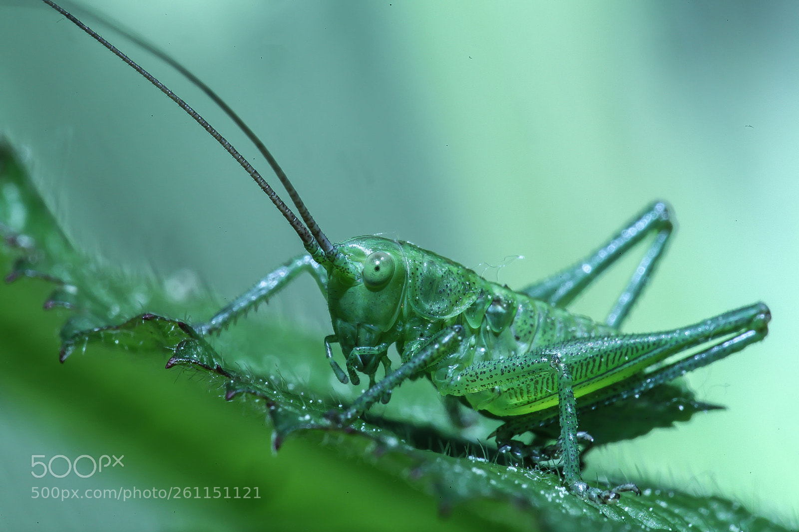 Canon EOS 5D Mark II sample photo. Img photography