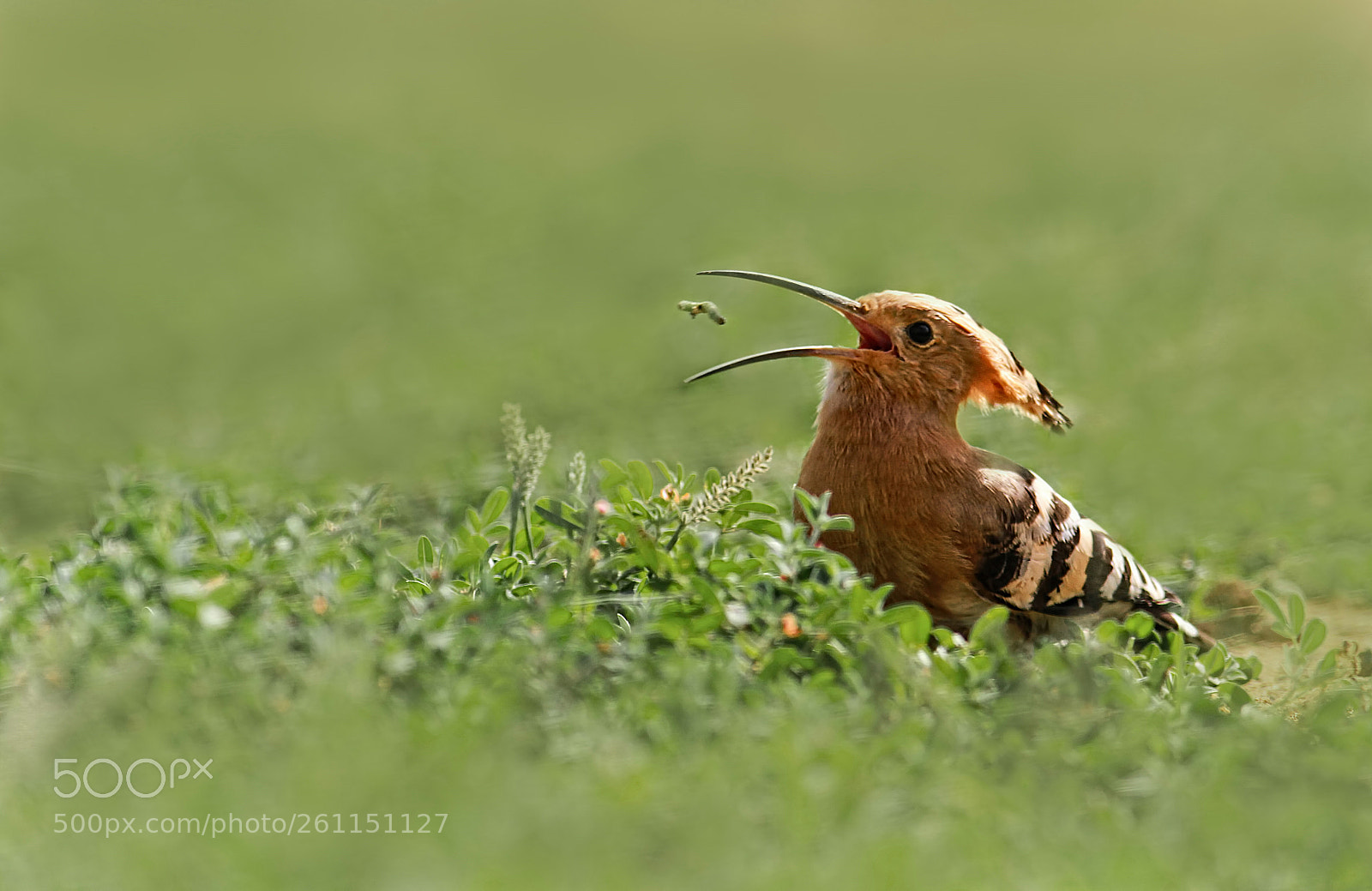 Canon EOS 7D sample photo. Hoopoe (hudhud) photography