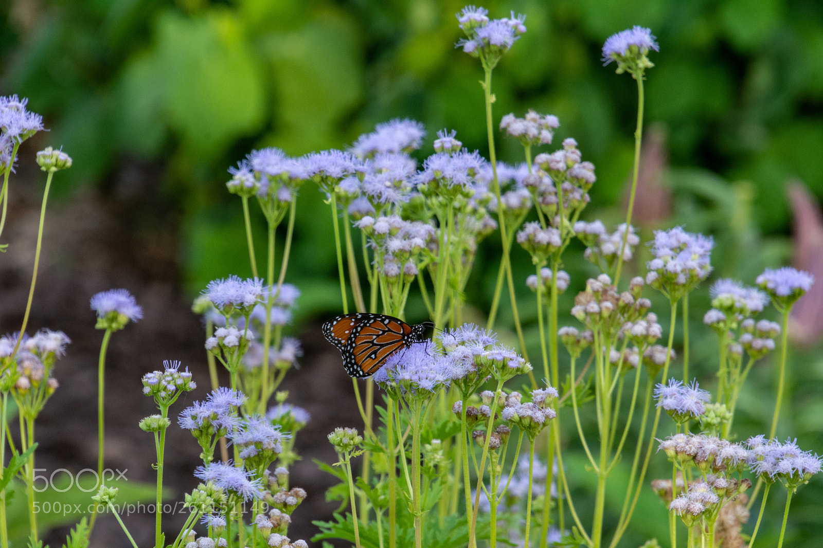 Nikon D7100 sample photo. Monarch in the mist photography