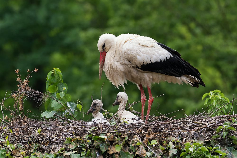 Canon EOS 7D Mark II sample photo. Stork's nest photography