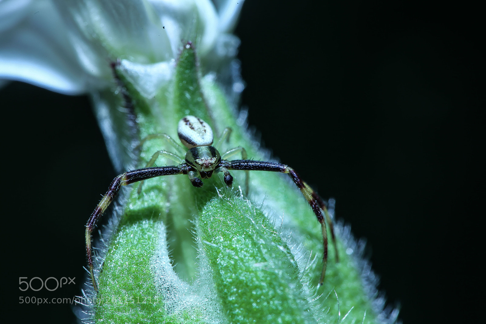 Canon EOS 5D Mark II sample photo. Img photography