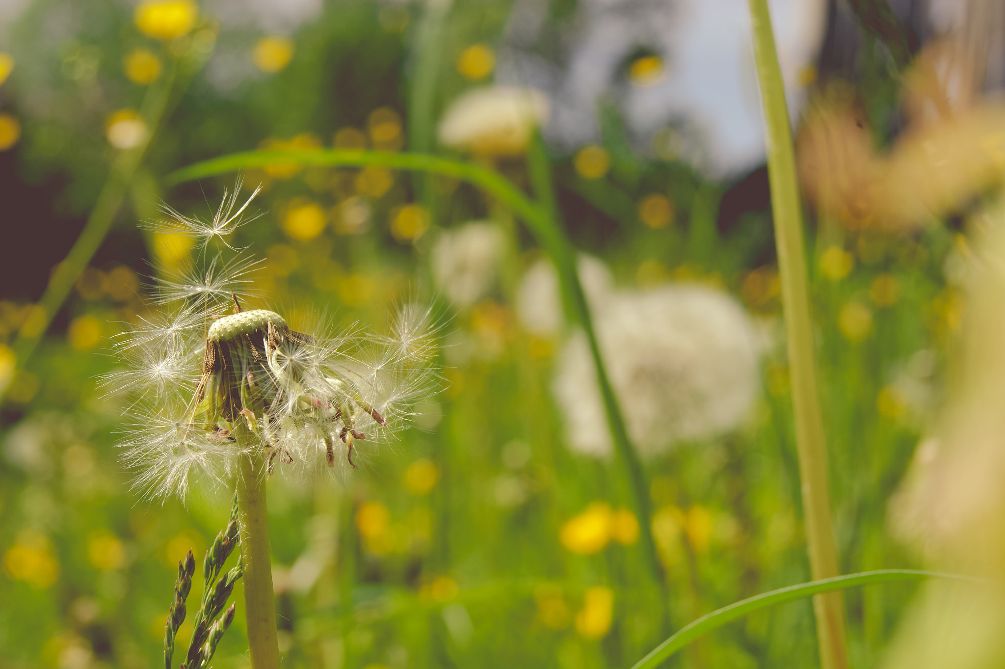 Sony Alpha DSLR-A290 sample photo. Warming light in the village photography