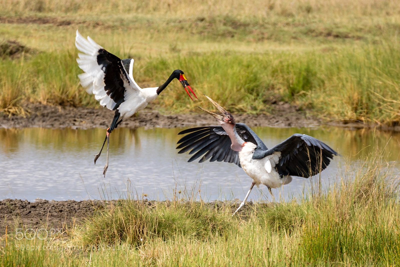 Canon EOS 6D Mark II sample photo. Serengeti d photography