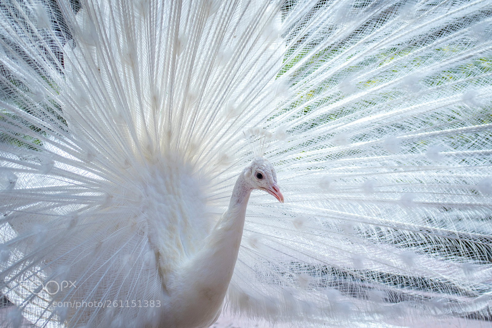 Canon EOS 7D Mark II sample photo. White peafowl photography