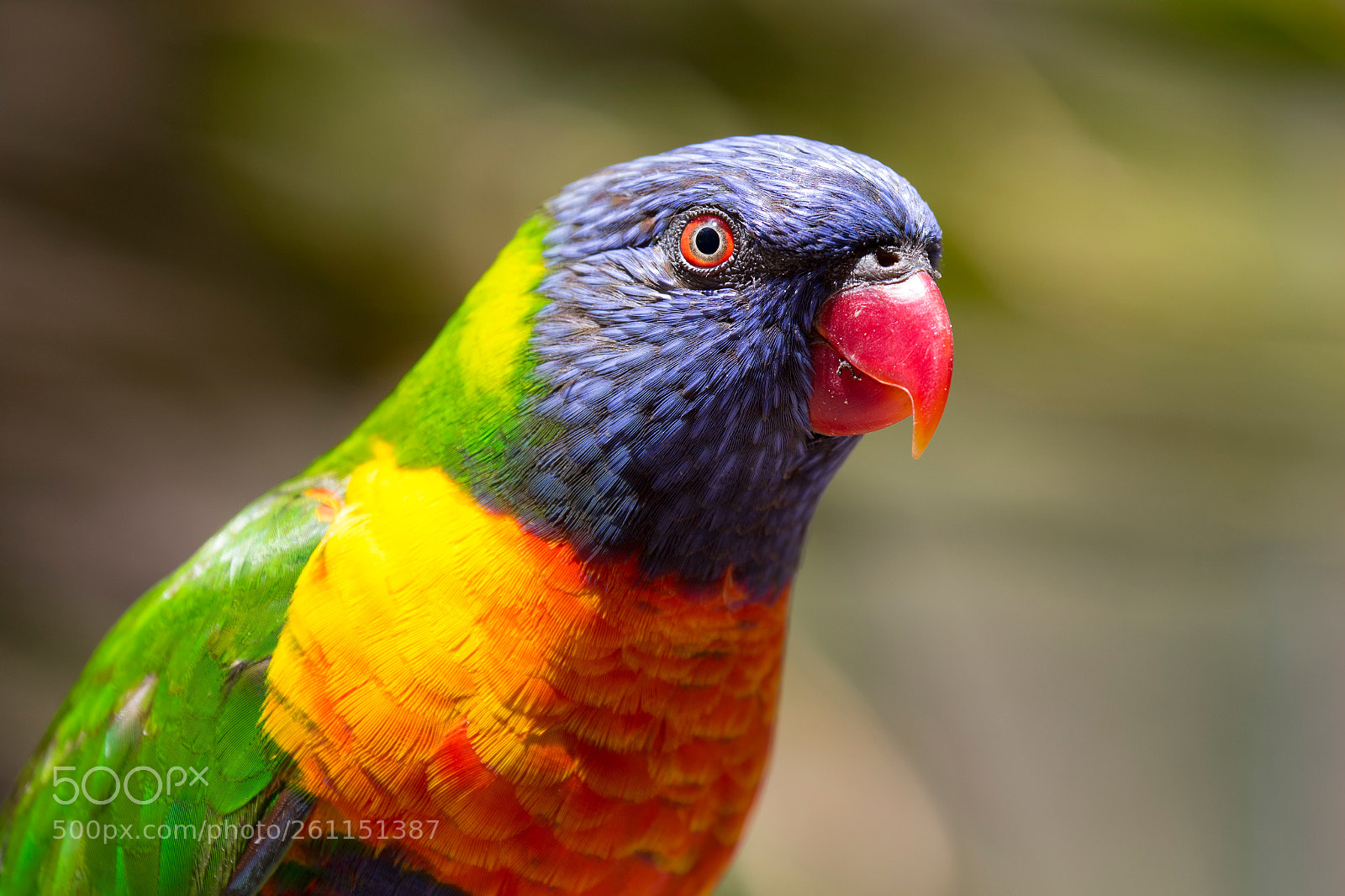 Canon EOS 7D Mark II sample photo. Colorful photography