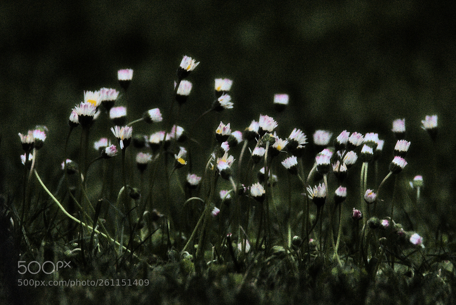 Nikon D750 sample photo. Sooo tired, good night photography