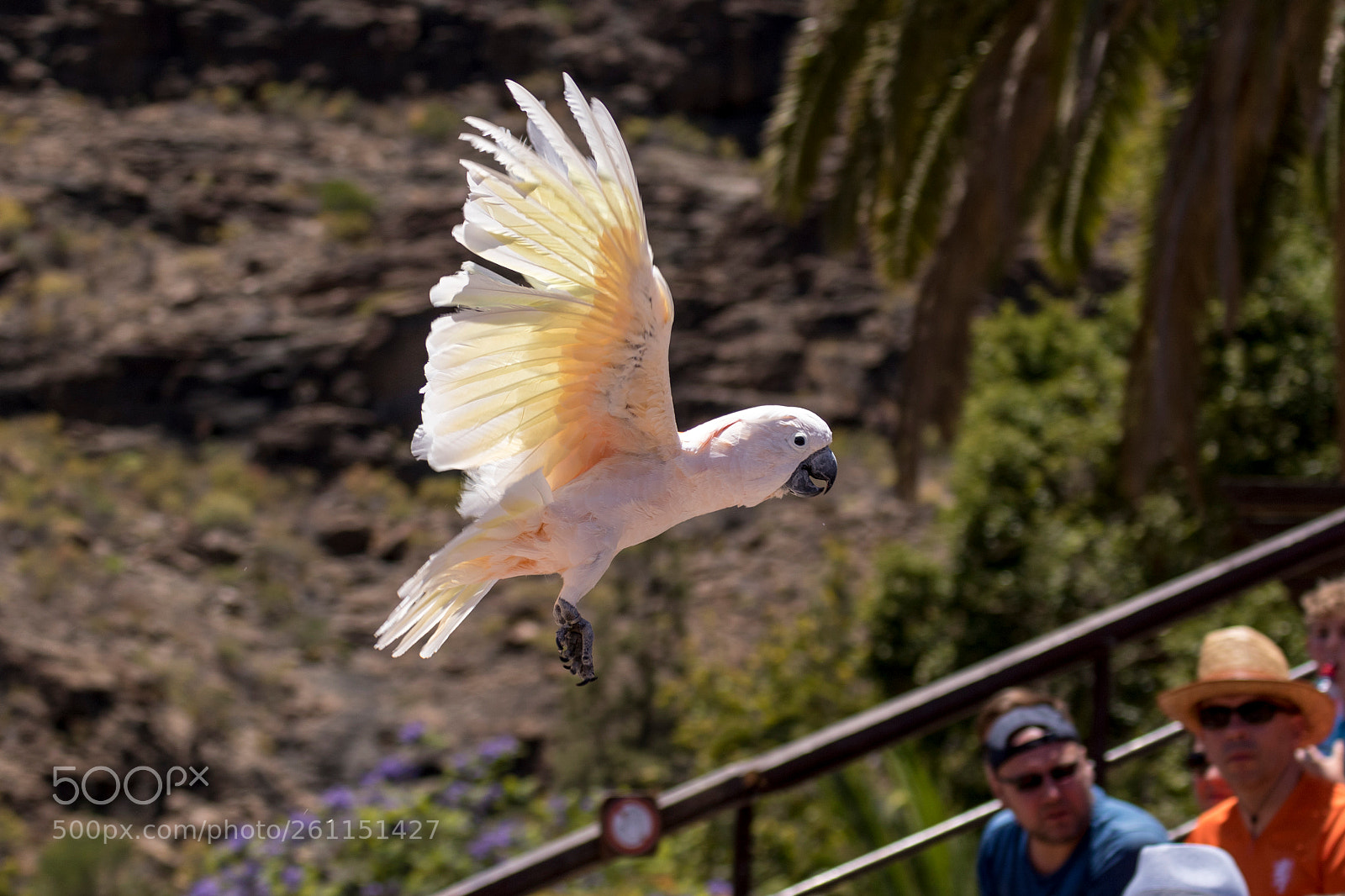 Canon EOS 7D Mark II sample photo. Cockatoo flight photography
