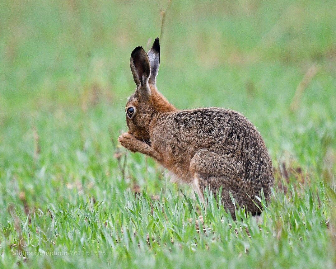 Nikon D500 sample photo. Brown hare, nottingham photography