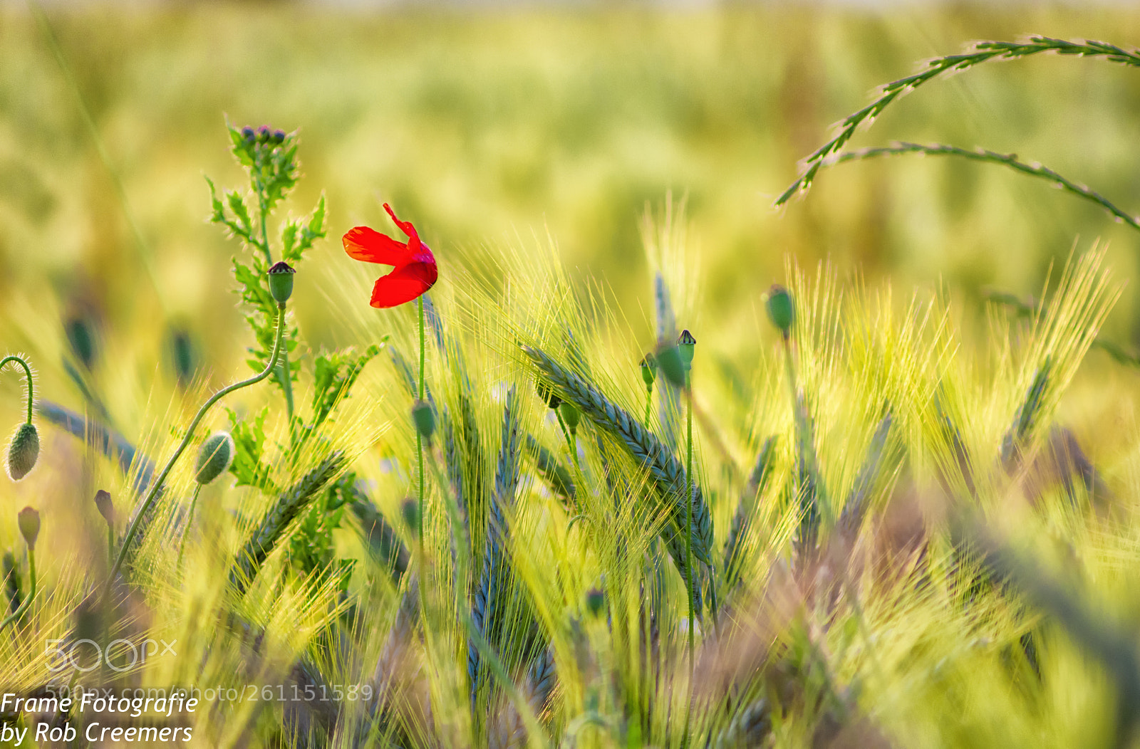 Nikon D7200 sample photo. Red pride photography