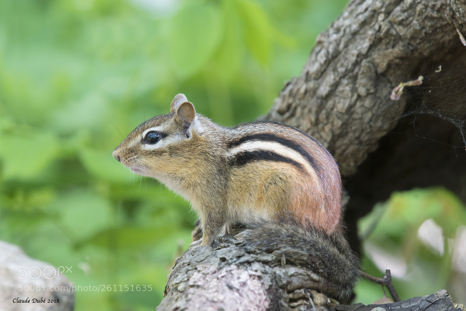 Nikon D500 sample photo. Tamia rayé / eastern chipmunk photography