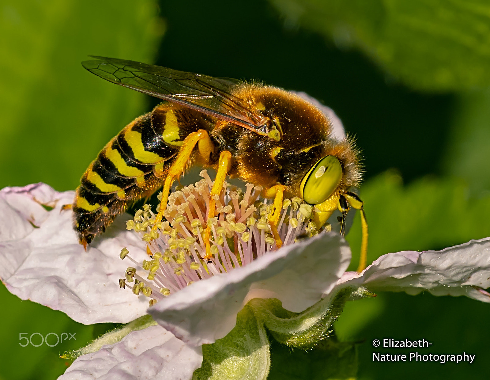 Nikon D500 + Sigma 105mm F2.8 EX DG OS HSM sample photo. Sand wasp likes blackberrie nectar photography