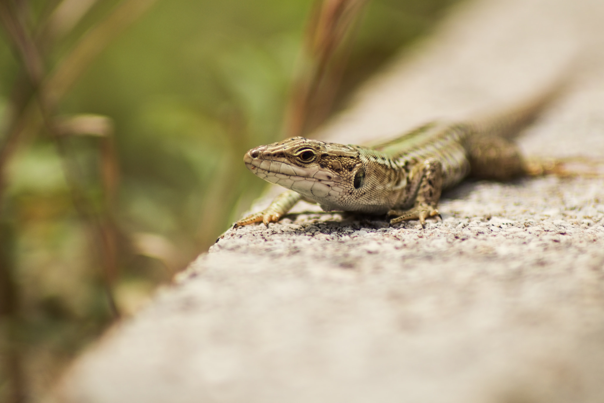 Canon EOS 1300D (EOS Rebel T6 / EOS Kiss X80) sample photo. Lizard photography