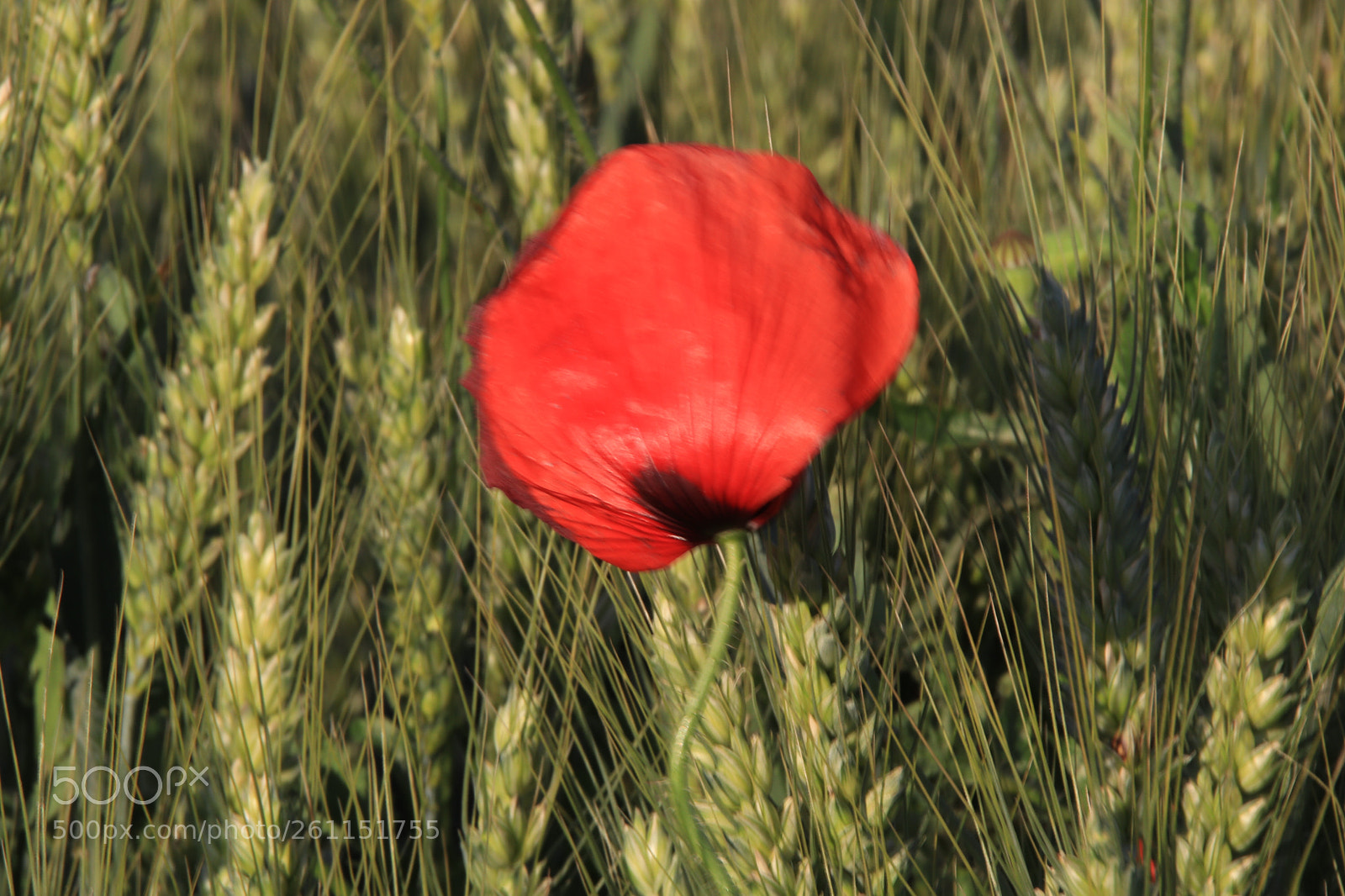 Canon EOS 77D (EOS 9000D / EOS 770D) sample photo. In the wind  photography