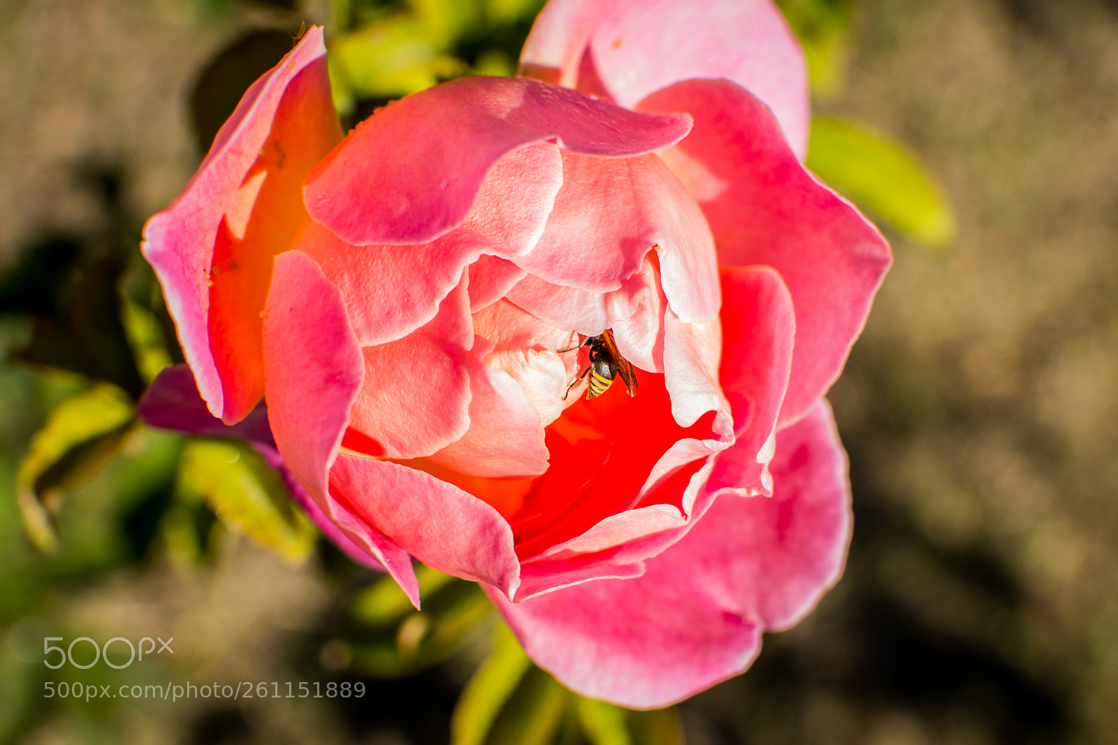 Nikon D3100 sample photo. Deep polen photography