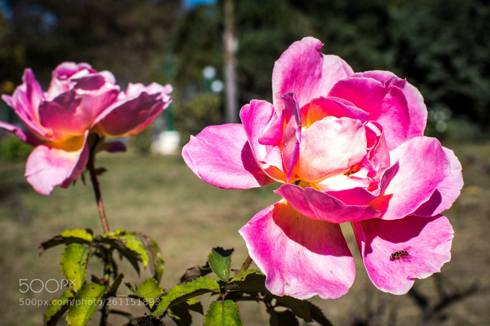 Nikon D3100 sample photo. Midday sun bath photography